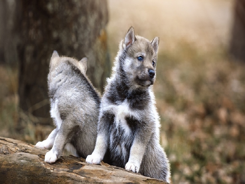 试管透明带打孔做完试管可以弯腰西安妇幼试管收费